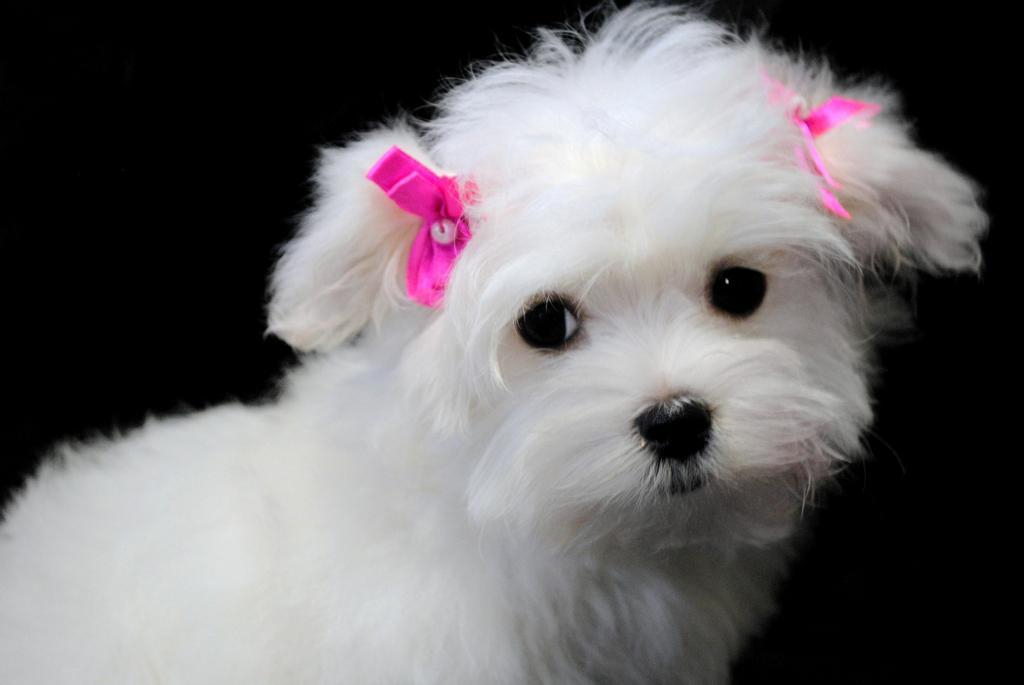 Maltese Puppy Star from Ginger's Maltese Puppies in Zebulon, NC 27597